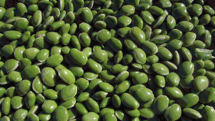 Union Cabinet clears Rs 11,440 crore Mission for Aatmanirbharta in Pulses