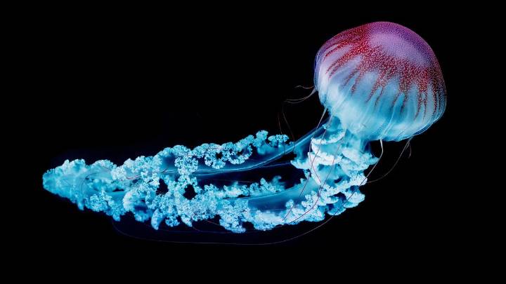 Deep Sea Jellyfish Have 30