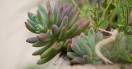 Native Plant Society holds celebration, sale