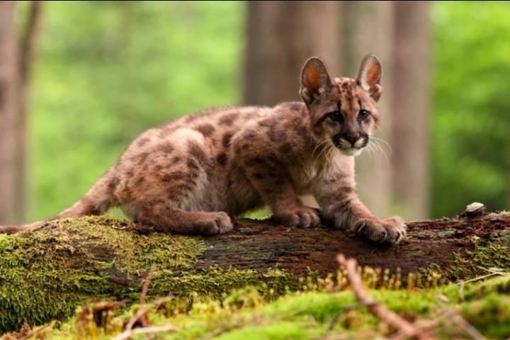 Condenaron a un joven por matar a un cachorro de puma y filmar la agresión