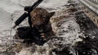 Así es como militares rescatan a un jaguar herido de bala en Brasil