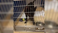 Tiny Florida Pup Scheduled For Euthanasia Waits In Silence, Sensing The End, Until Hope Appears