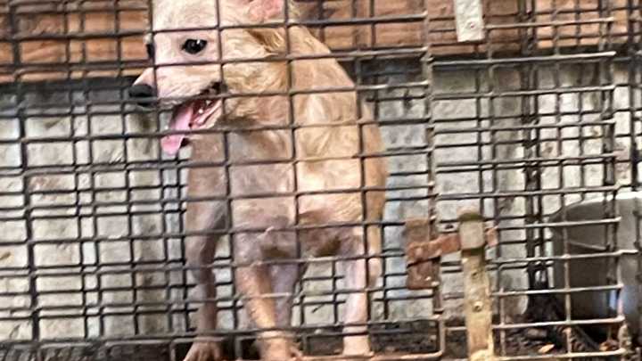 16 dogs rescued in Van Zandt County, found drinking 'feces