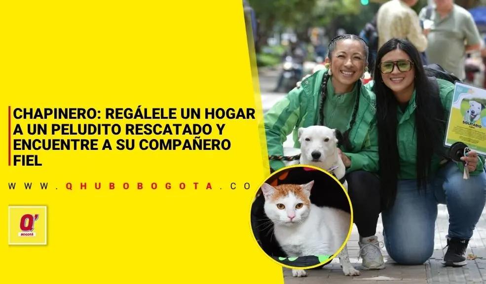 Chapinero: regálele un hogar a un peludito rescatado y encuentre a su compañero fiel