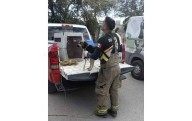 Captura DABA jauría de 20 perros en Urbi Villa del Cedro III