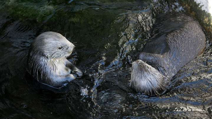 T-shirt worn by Taylor Swift sparks $2M windfall for sea otters
