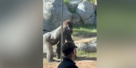 Shocking moment gorilla storms his habitat, shattering the viewing glass