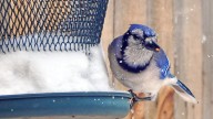 As the garden winds down, it's time to care for winter