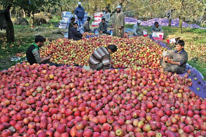 Only 1 Per Cent of Apple Produce Stranded During Highway Blockade: Government