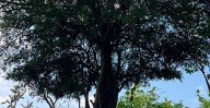 Producen en vivero más de 400 árboles de zapote prieto para su preservación en Michoacán