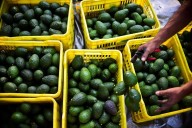 Municipios aguacateros obtienen certificación de zonas libres de plaga
