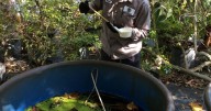How Florida’s weather swings are shaping mosquito season