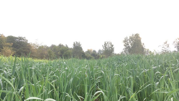 Field Day to be held near Crawfordsville Nov. 6