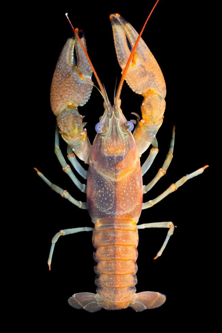 Bizarre looking crayfish, a rarity in nature, found in Chagrin River