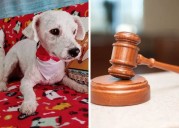 Condenan a dos hermanos en Orán por quemar vivo a un perro