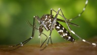 Breather for Mumbai as city sees a decline in Malaria, other monsoon