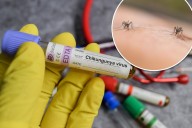 New York health officials confirm state's first locally acquired case of chikungunya virus