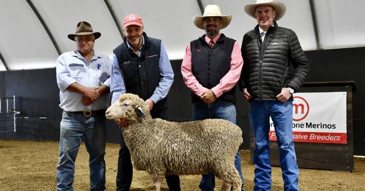 Mumblebone Merinos 2025 ram sale results, buyers and average