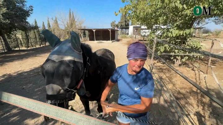 Un santuario de caballos para salir del horror más inhumano