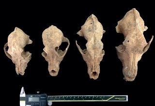 El Museo Arqueológico Provincial de Badajoz celebra el V Ciclo de Conferencias 'Otoño Arqueológico' para acercar el patrimonio al público