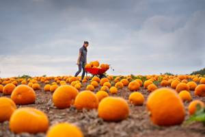 Patch filled with 40,000 pumpkins ready for Halloween