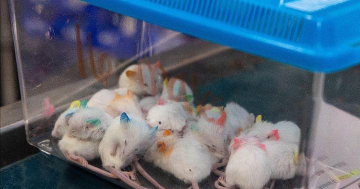 94 mice and hamsters recovered in animal hoarding case in Arcadia