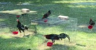Kaplan’s proposed chicken limit ordinance ruffles feathers among residents 
