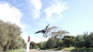 ‘Lucky to be alive’: Magpie attack almost kills Chilean expat in Queensland, leaving woman, 30, 'covered in blood'