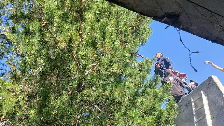 ¡Un lindo gatito! Bomberos de Pachuca rescatan a felino atrapado en árbol de la Rovirosa