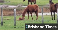 Stallions attack newborn foal at Mt Eliza property