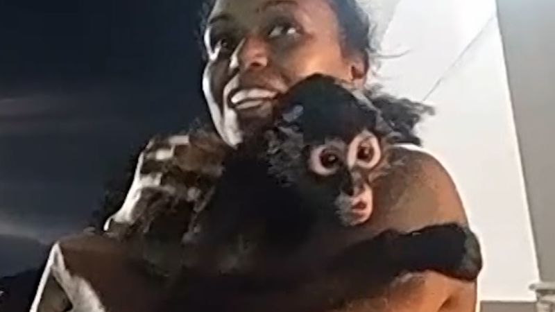 Monkey escapes in Halloween store