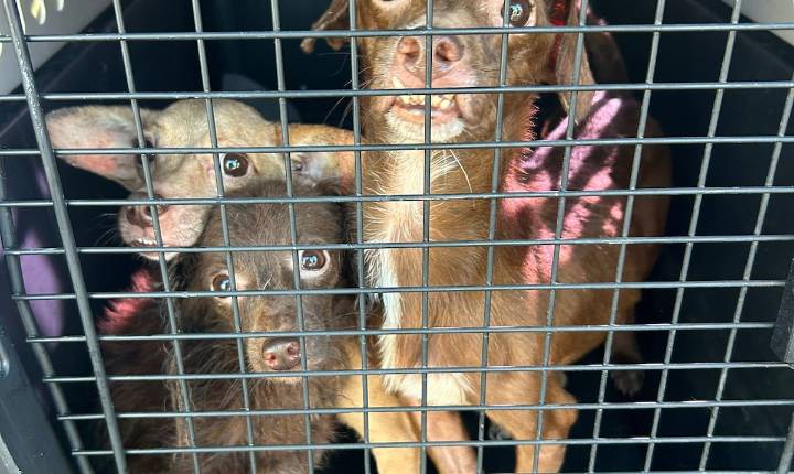 Descubren caso de maltrato animal durante allanamiento en Coamo