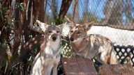 Two orphaned coyote cubs cared for by San Diego Humane Society head to Virginia