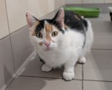Find your new best friend during Cleveland APL’s reduced