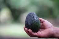 Sader confirma áreas libres de barrenadores del aguacate