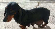 Rescataron a 10 perros salchichas de un criadero ilegal en Cipolletti: una perra era obligada a parir cachorros