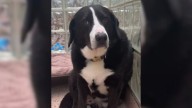 Sad Dog In Pennsylvania Can’t Understand Why His Family Abandoned Him After 8 Years