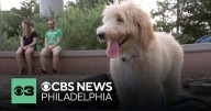 Study shows that many dog owners consider their pup their soulmate