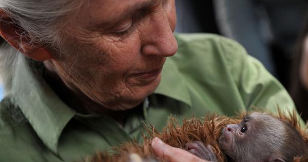 Jane Goodall (1934-2025): The necessity of hope