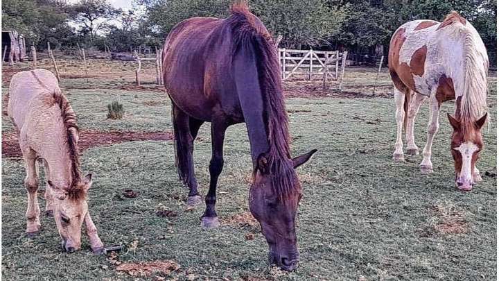 Loable labor de la ONG No Más T.A.S: rescata y les da una nueva oportunidad a los caballos