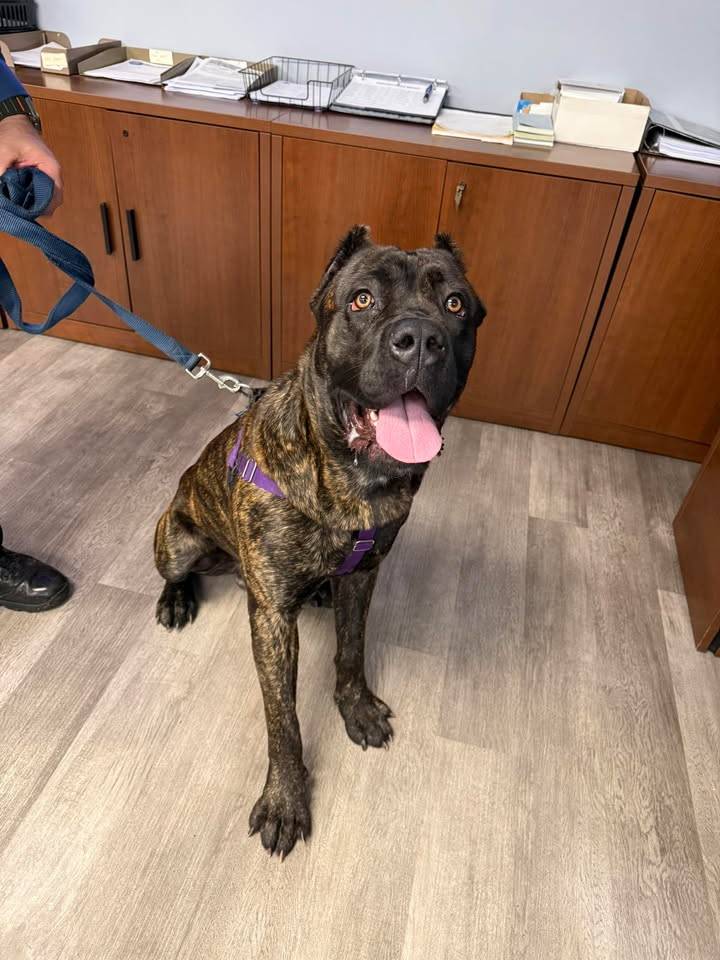 Adorable dog found in Middle Township seeking family and home