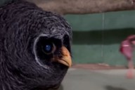 Video. Liberaron un ejemplar de lechuza negra en la selva misionera