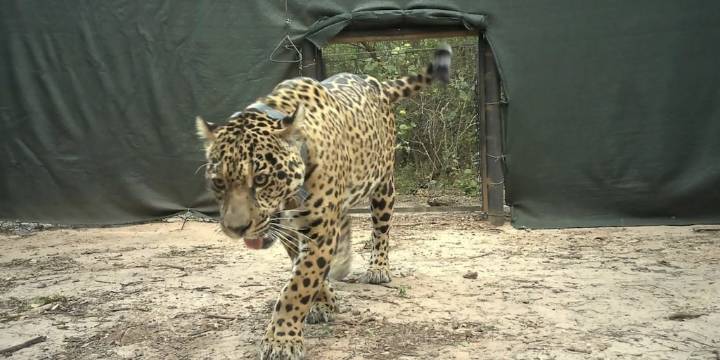 Liberan una yaguareté silvestre en El Impenetrable y avanzan en la recuperación de la especie