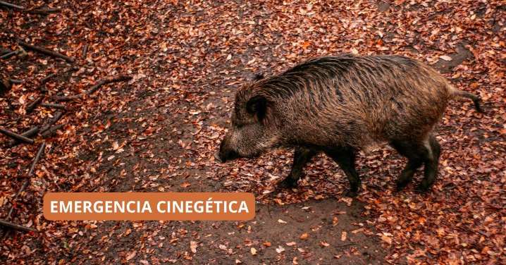5 claves de la emergencia cinegética y el por qué de la caza del jabalí