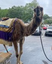 Abraham the Camel passes away