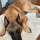 Howell police K9 Opus set for final patrol before retirement