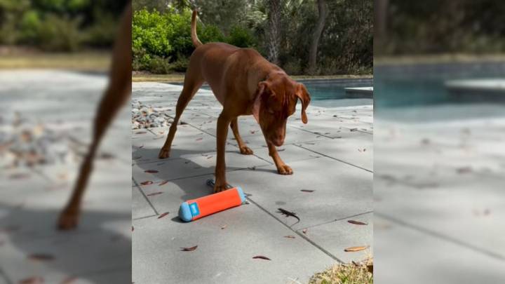South Carolina Dog’s Reaction To Wildlife Is So Unique, It Had To Be Posted