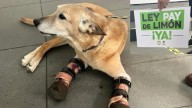 Ley Pay de Limón busca que maltrato animal sea delito grave  