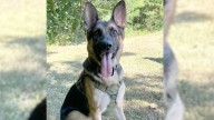 Indiana Police Dog Tracks 2 Missing Kids Through Hoosier Forest And Then A Miracle Happens