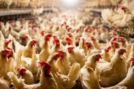 Ontario announces $10 million for poultry research | Kingston/Frontenac This Week